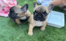 French Bulldog dogs for sale: French bulldog puppies - Image 3
