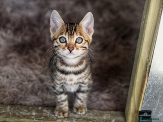 Bengal cats 🤎 Exquisite TICA Females 🤎 - Advert 8