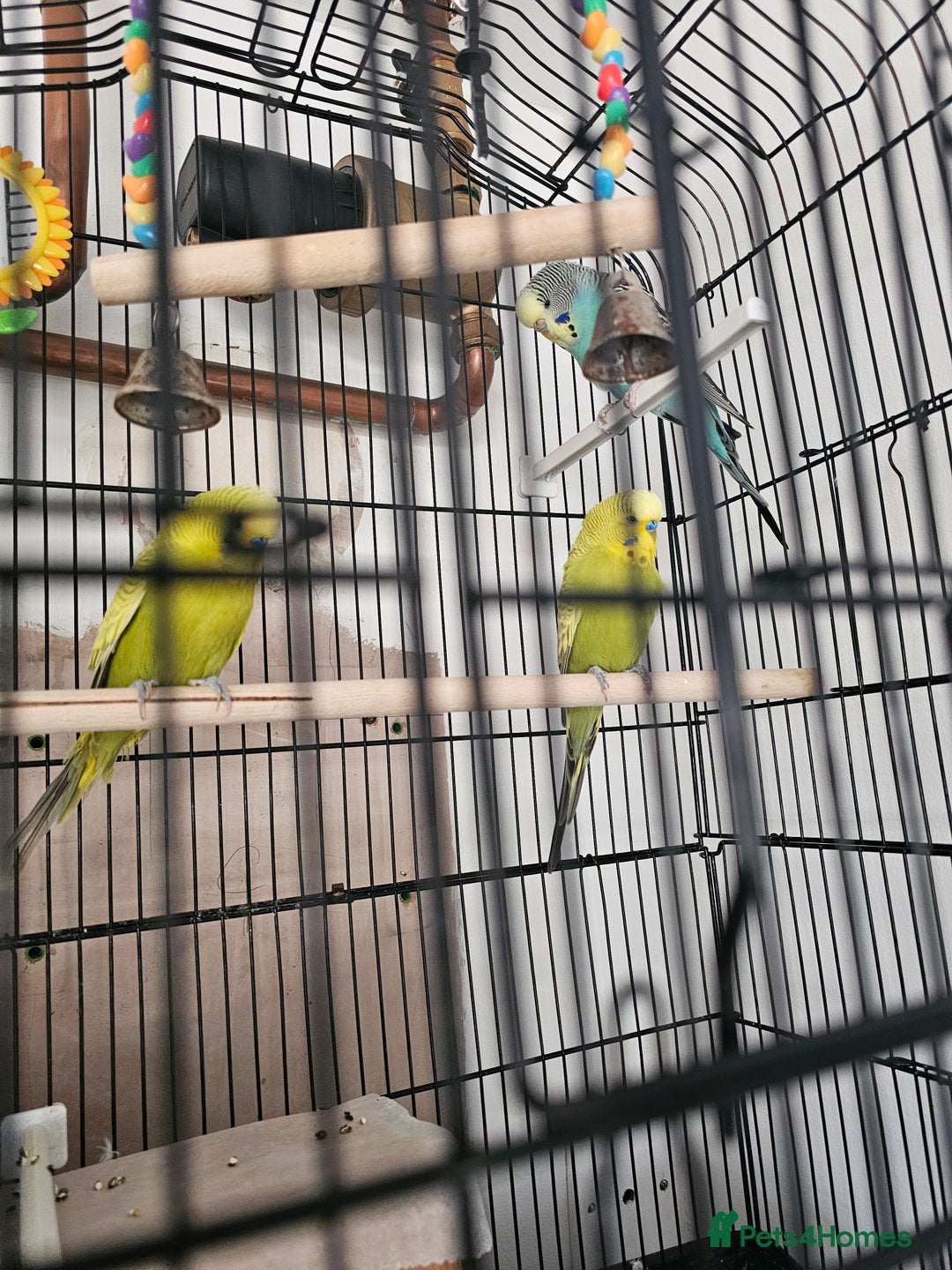 Budgerigars birds for sale: beautiful birds - Advert 7