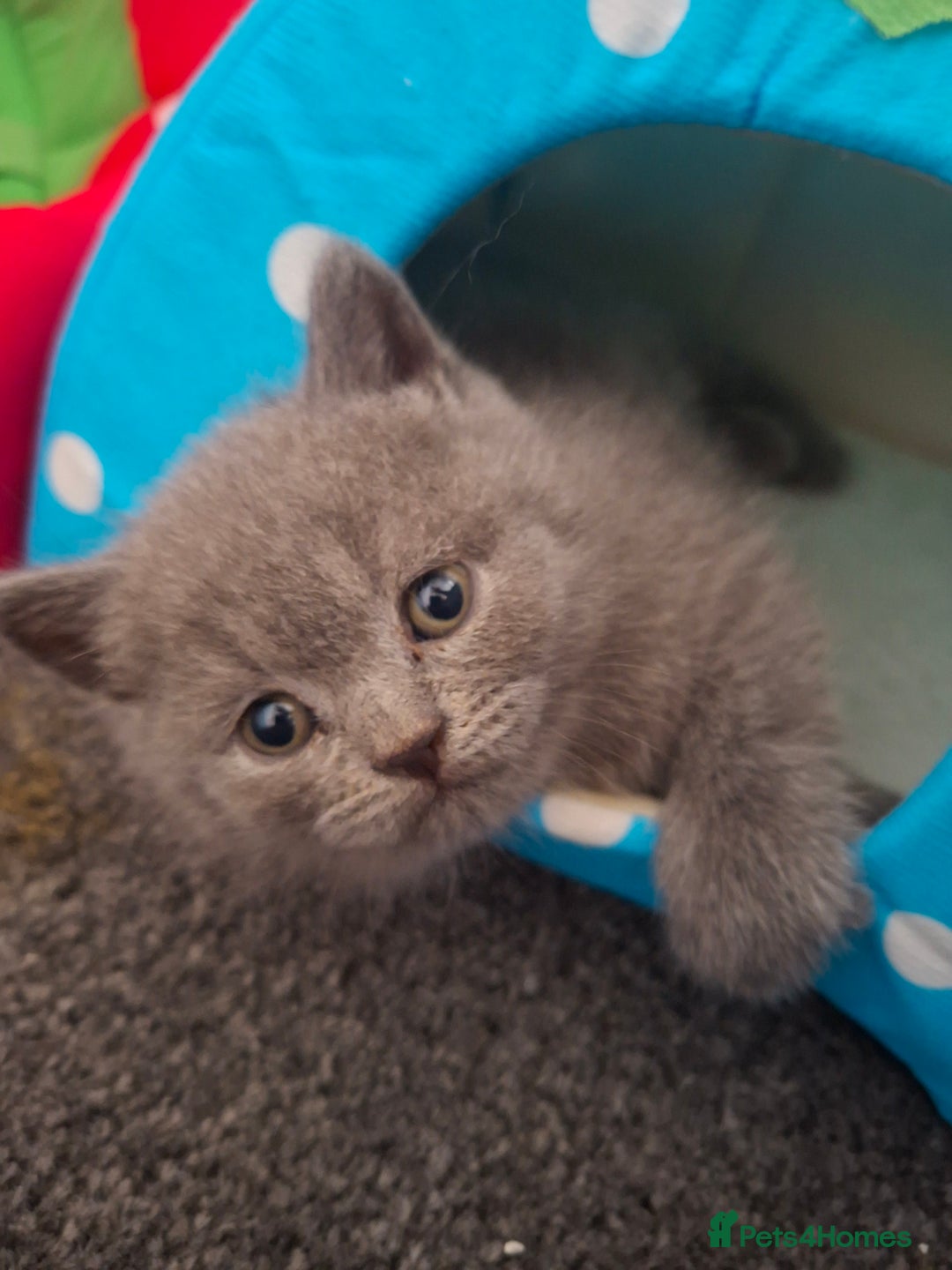 British Shorthair cats for sale: British blue kittens GCCF registered 🩷💜 - Advert 5