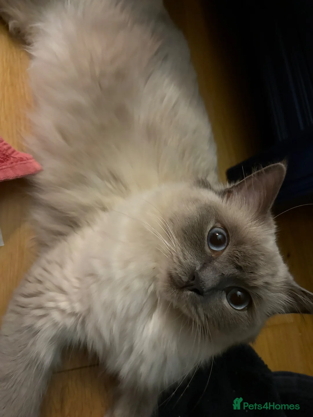 Ragdoll cats for sale: Ragdoll kittens - Advert 2