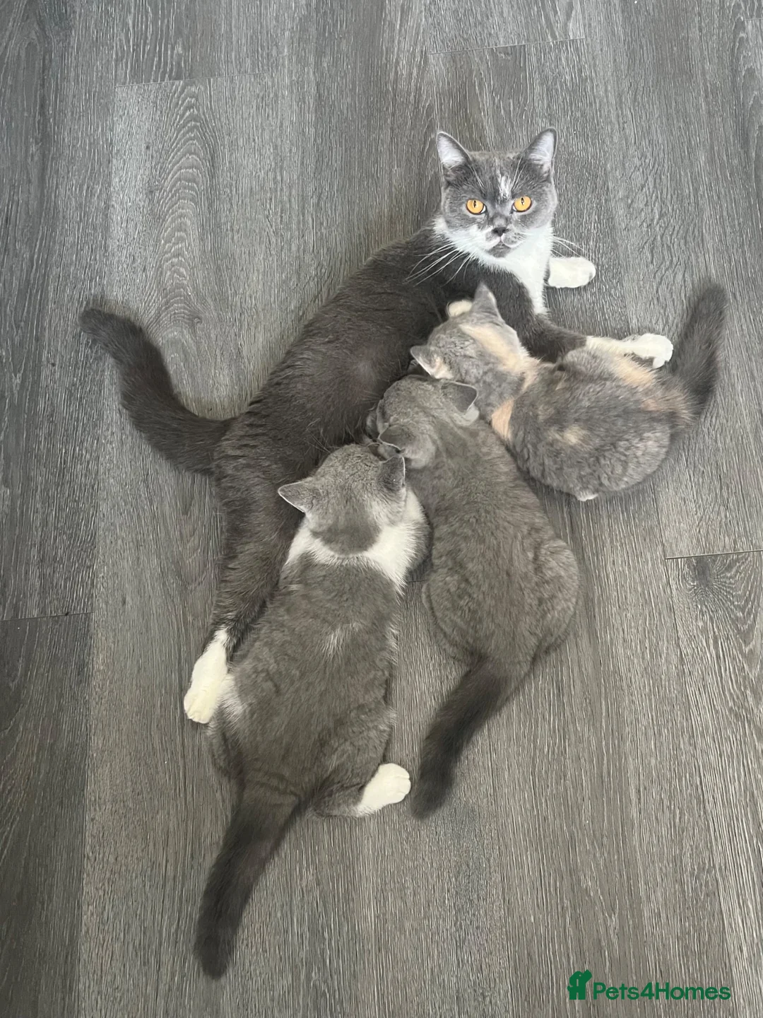 British Shorthair cats for sale: Registered Ready to go SOON British Shorthair  - Advert 2