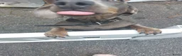 Mixed Breed dogs for sale: Dachsund  - Advert 1