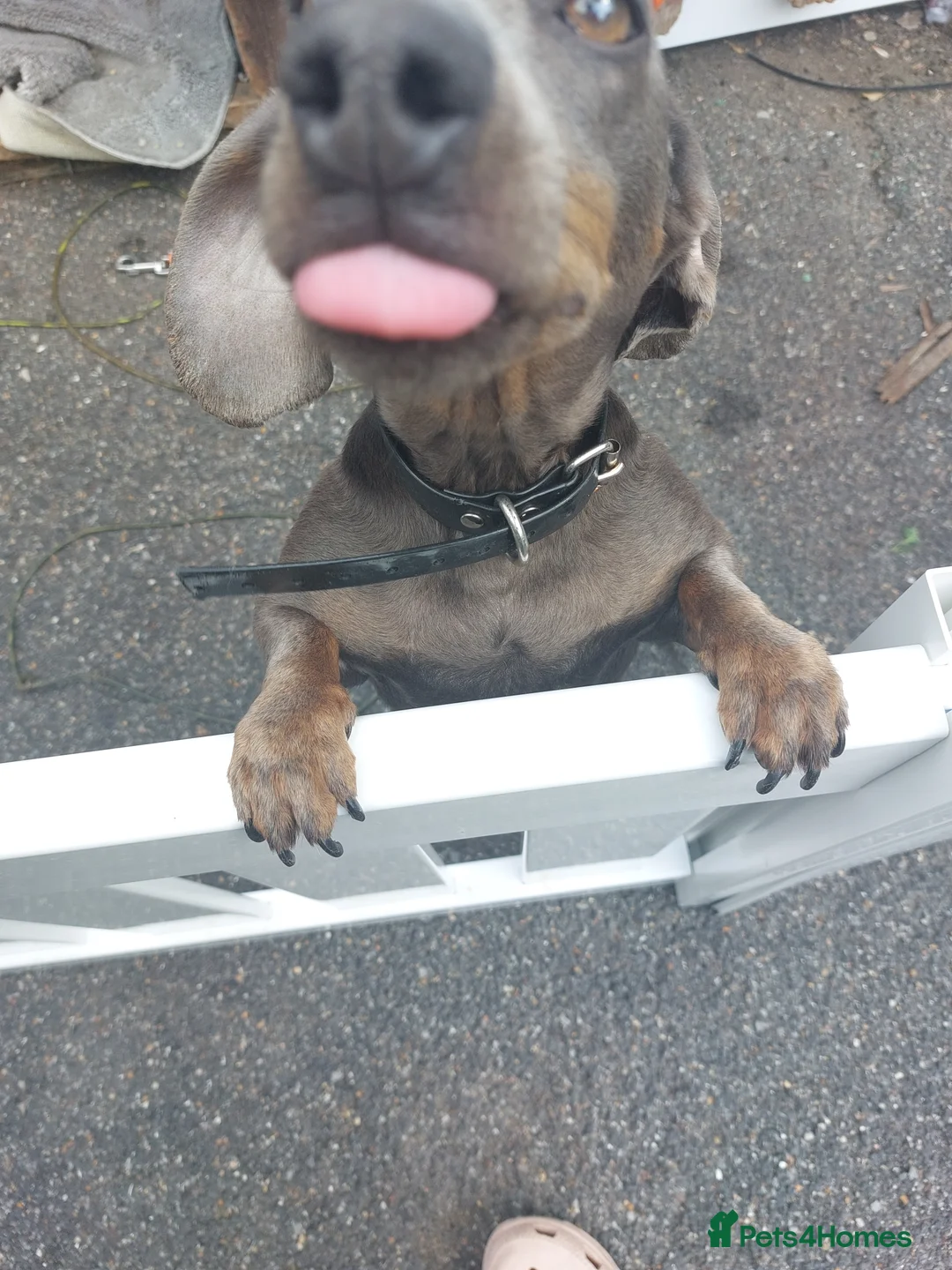 Mixed Breed dogs for sale: Dachsund  - Advert 1