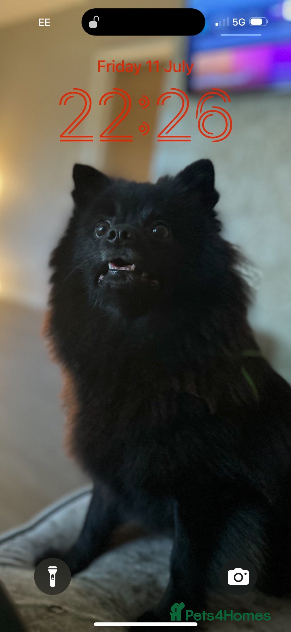 Pomeranian dogs 🐻 Adorable Teddy Bear puppies 1 girl and 3 boys🐻 - Advert 1