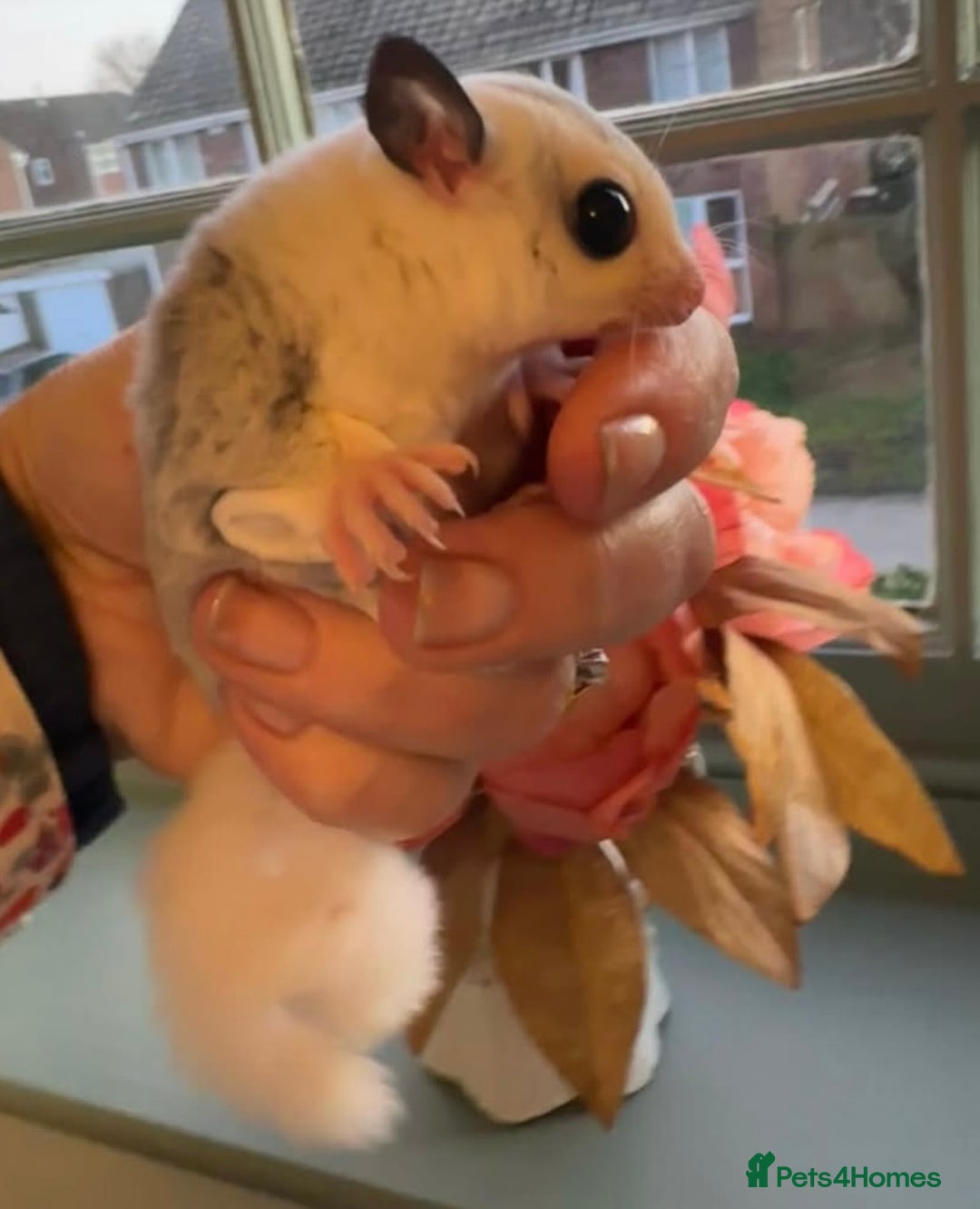 Sugar Glider rodents for sale: Sugar Gliders available to suitable homes - Advert 19