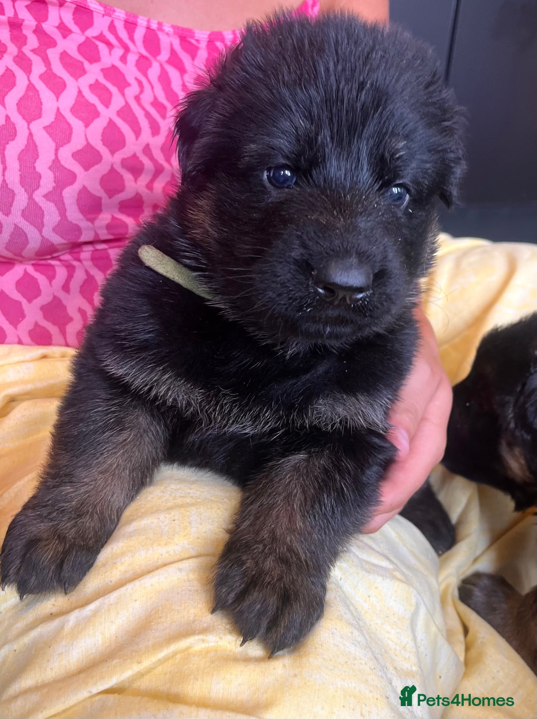 German Shepherd dogs for sale: Stunning Pedigree German Shepherd Puppies - Image 6