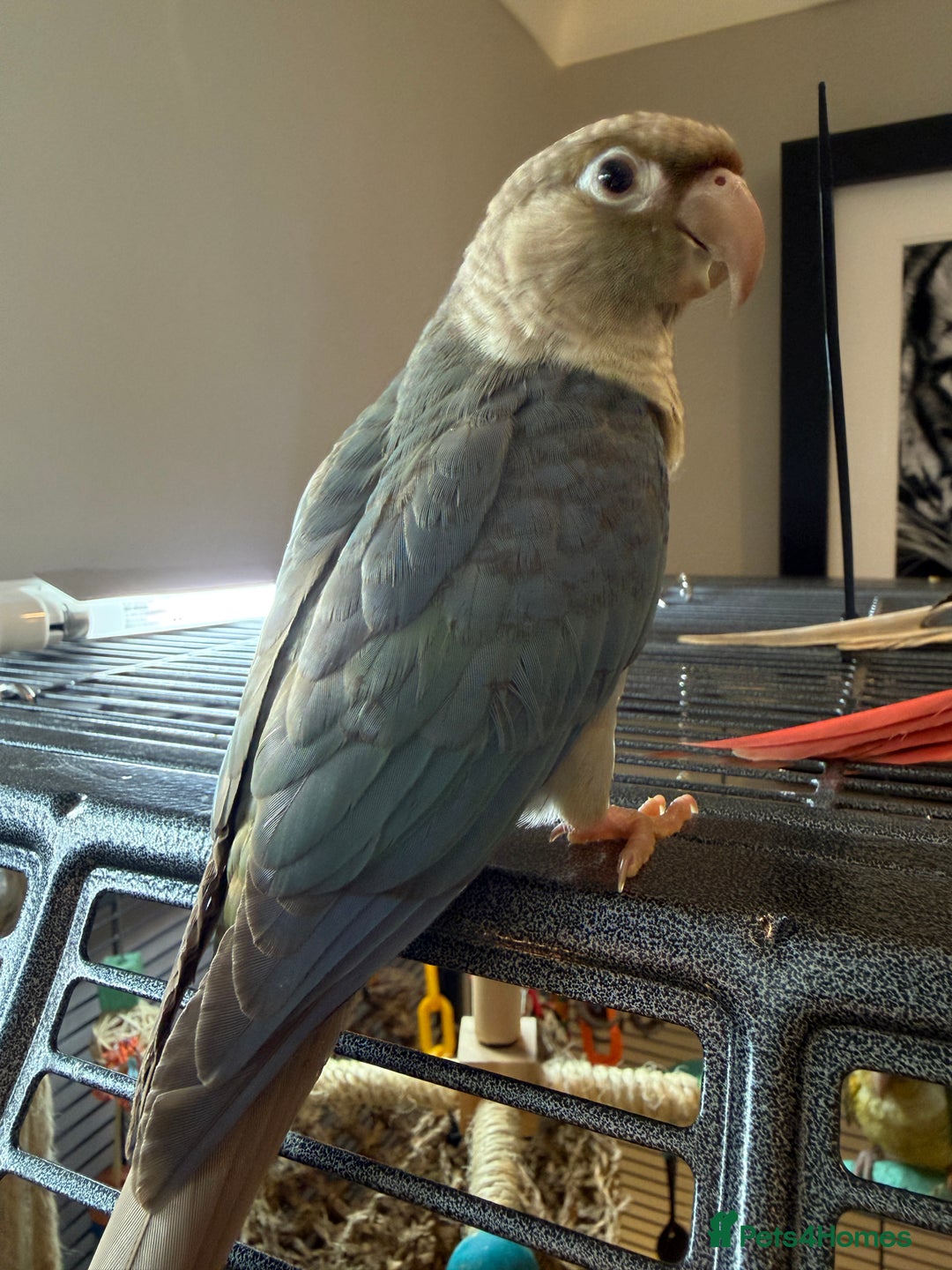 Conures birds for sale: Baby Hand Reared Conures 18 weeks Old - Image 14