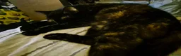 Mixed Breed cats for sale: 4 year old girl needs a home asap - Advert 3