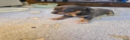 Chiweenie dogs for sale: Chihuaha X Dachshund - Advert 11