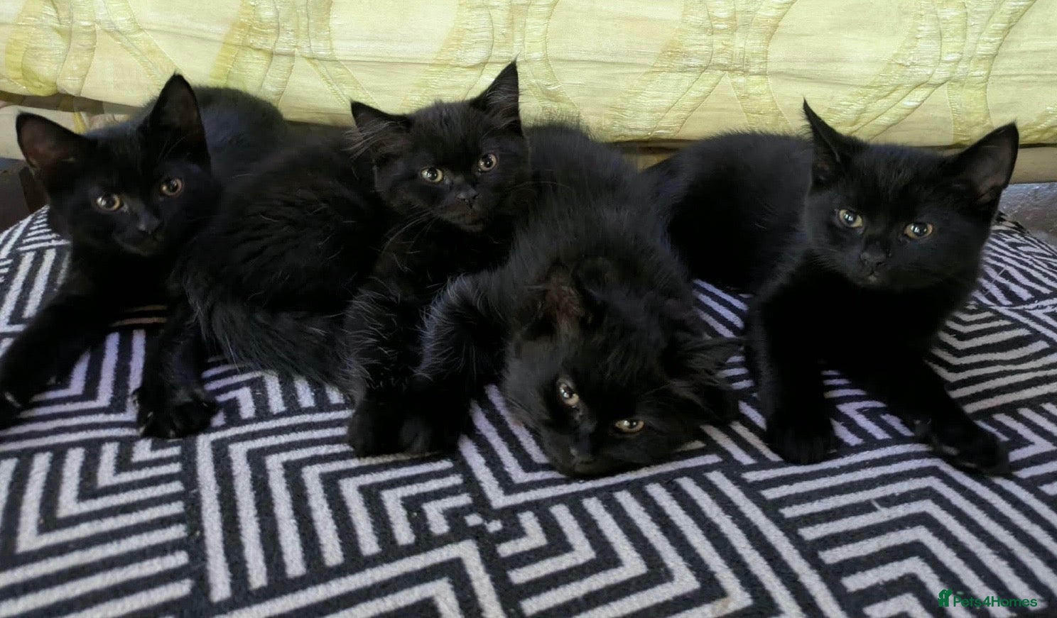 Mixed Breed cats 3 kittens for sale - Advert 4