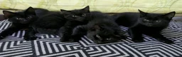 Mixed Breed cats for sale: 3 kittens for sale - Advert 1