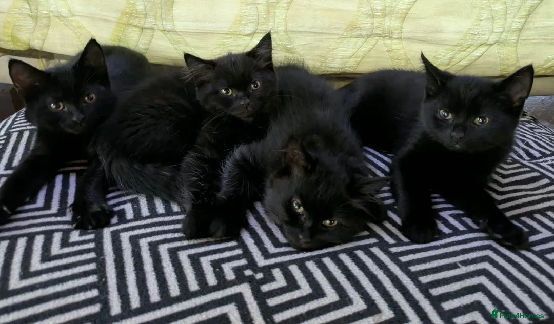 Mixed Breed cats for sale: 3 kittens for sale - Advert 1