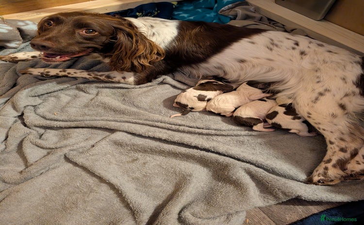 English Springer Spaniel dogs - Advert 1