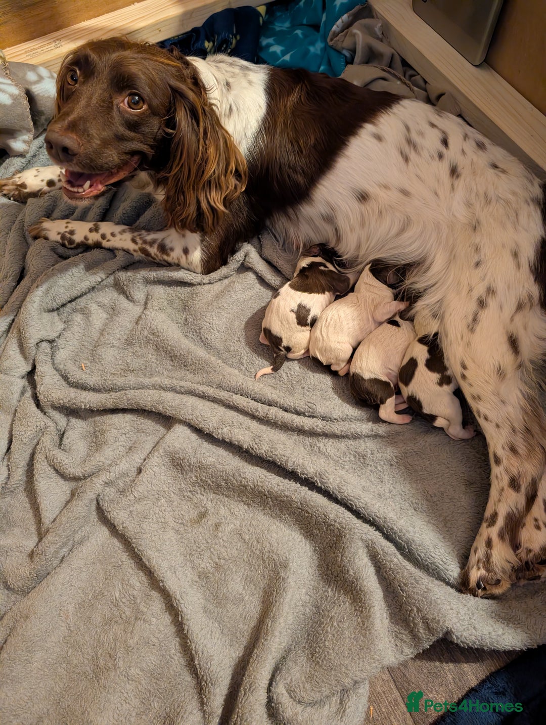 English Springer Spaniel dogs for sale: KC registered, Springer spaniel puppies  - Image 1