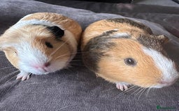 Guinea Pig rodents for sale: Two female guinea pigs for sale - Image 1