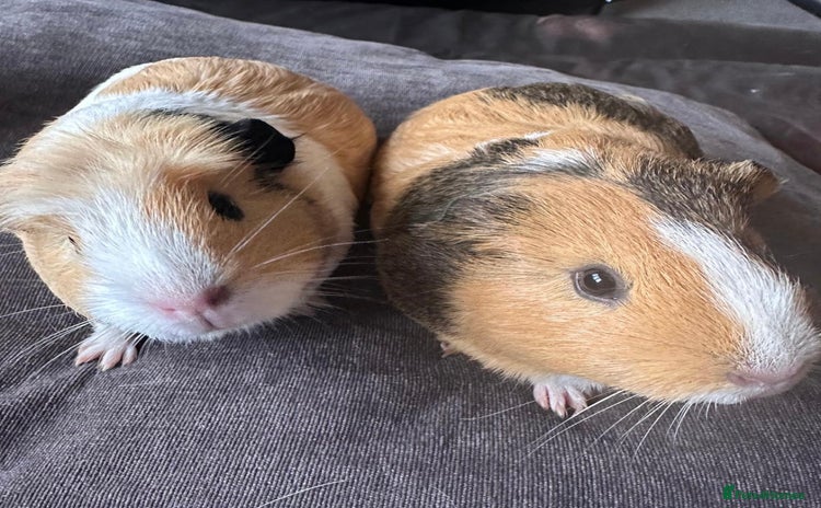 Guinea Pig rodents - Advert 4