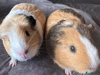 Guinea Pig rodents - Advert 9