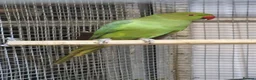 Parrots birds for sale: Stunning Parrots/Parakeets/Amazons  - Advert 3