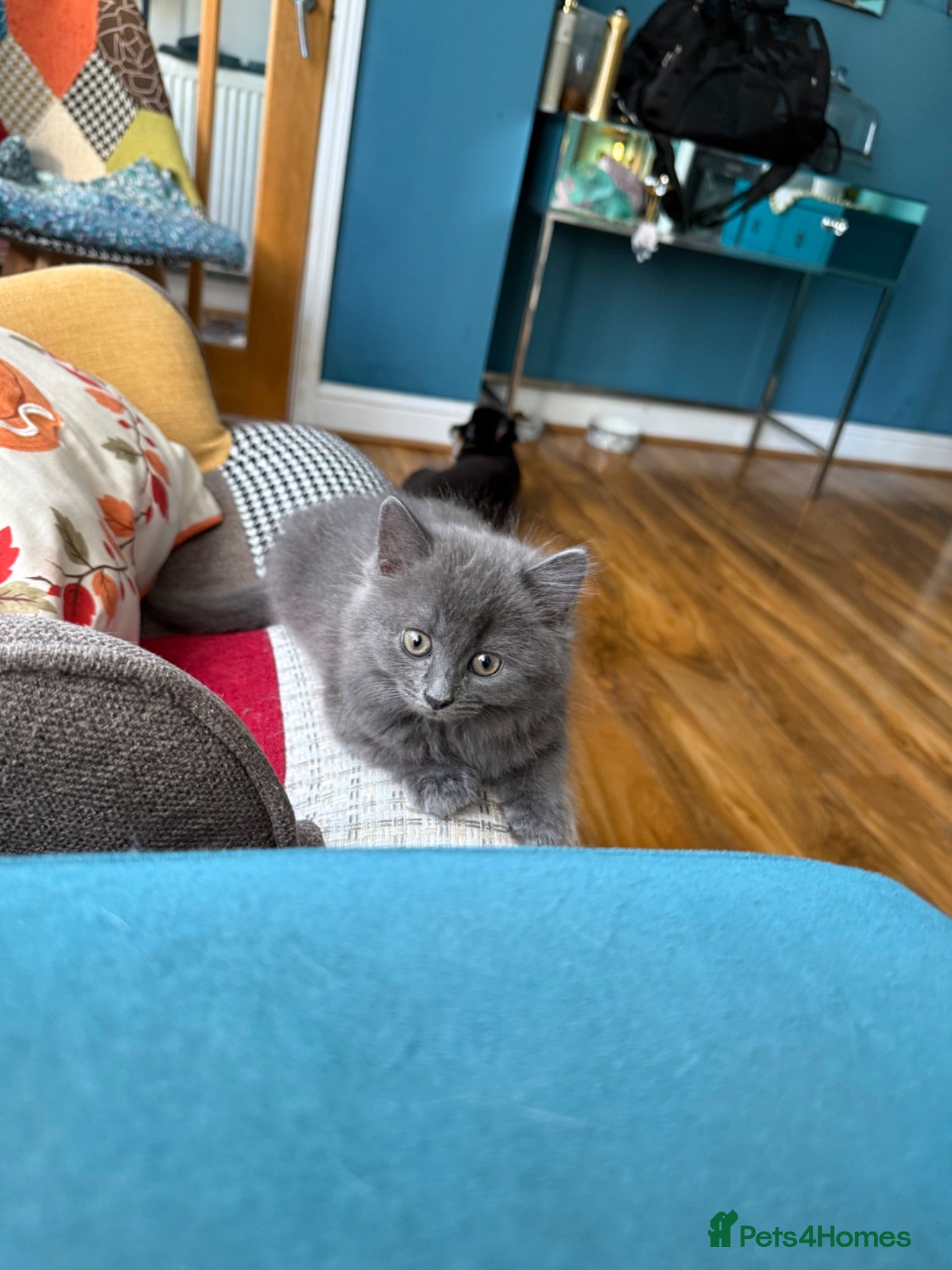 Persian cats Stunning persian kittens - Advert 2