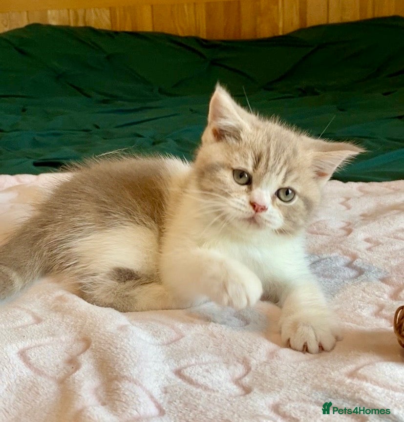 Scottish Fold cats 🧸1 OUTSTANDING TICA FAWN BICOLOUR GIRL LEFT 🧸 - Advert 2