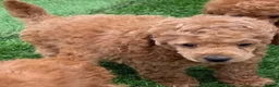 Toy Poodle dogs for sale: Kc red toy poodle puppys - Advert 13