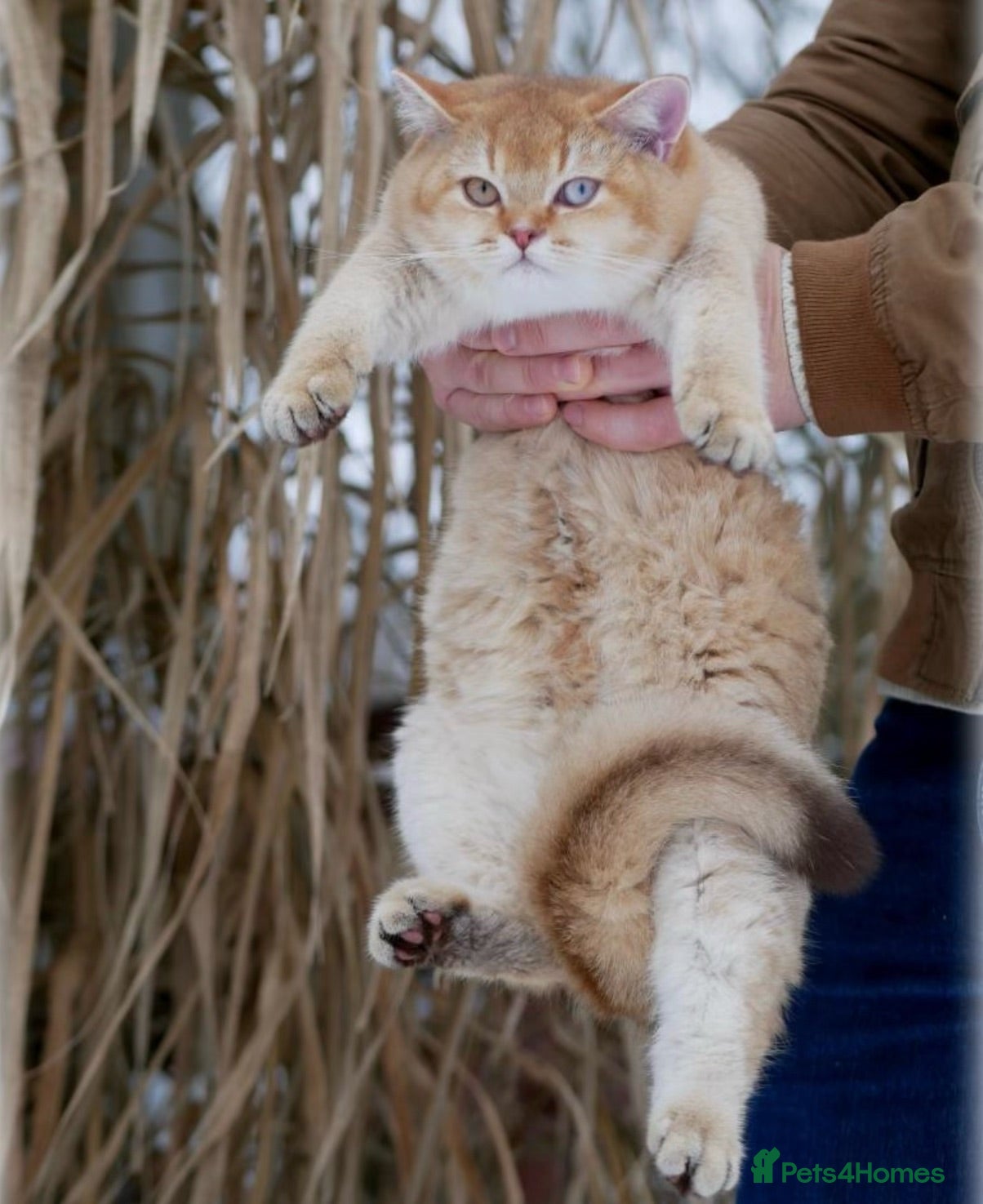 British Shorthair cats Chocolate golden DBE odd-eyed TICA stud for sale - Advert 2