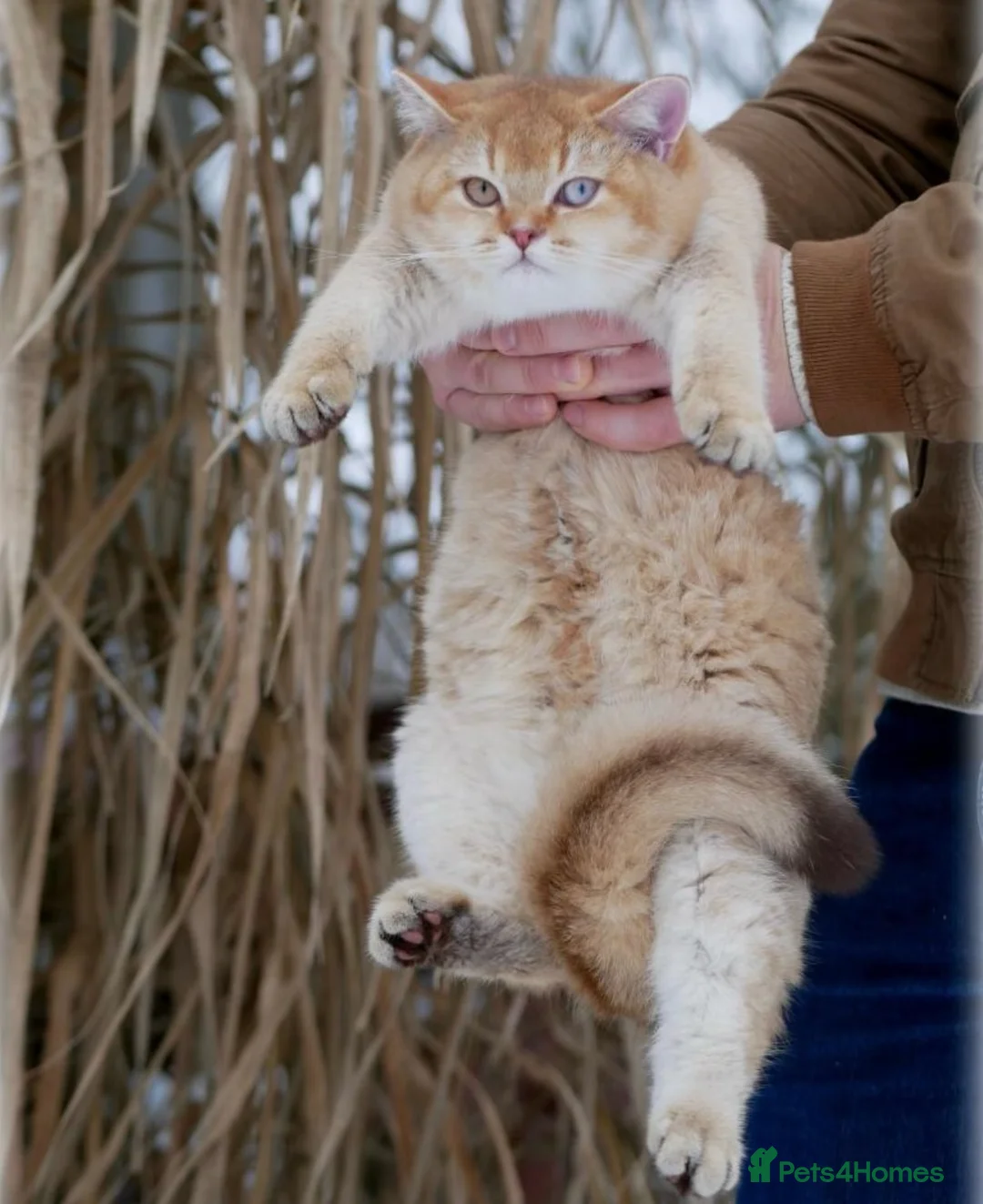 British Shorthair cats for sale: Chocolate golden DBE odd-eyed TICA stud for sale - Advert 1