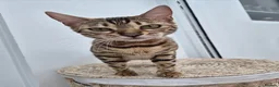 Bengal cats for sale: Bengal girl - Advert 3