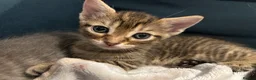 Mixed Breed cats for sale: 🐾 Gorgeous Furry Sphynx Cross Kittens 🐾 - Advert 11