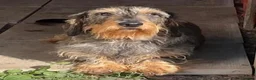 Dachshund dogs for sale: Wire Haired Dachshund Tweenies - Advert 13