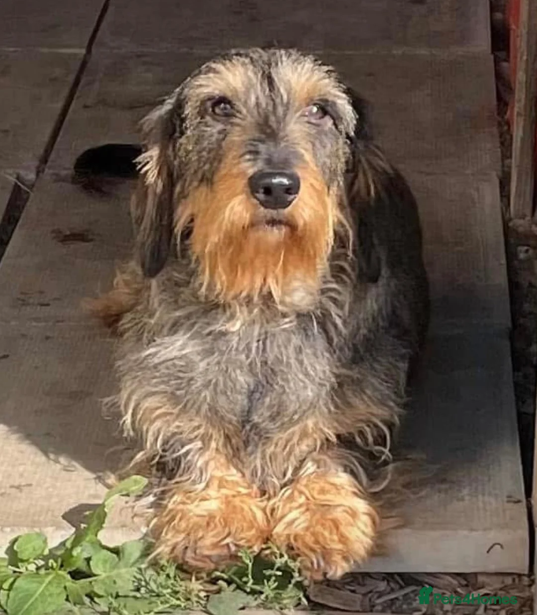 Dachshund dogs for sale: Wire Haired Dachshund Tweenies - Advert 13