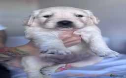 Golden Retriever dogs for sale: Adorable KC Reg Golden Retriever Puppies - Image 4