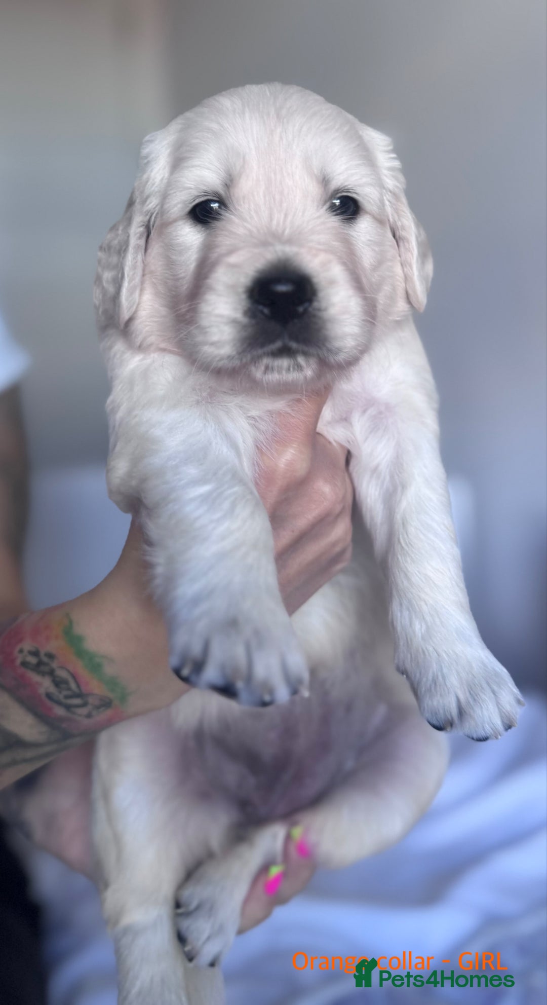 Golden Retriever dogs for sale: Adorable KC Reg Golden Retriever Puppies - Image 4