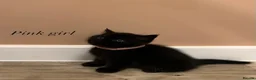 British Shorthair cats for sale: ✨ beautiful pure black British shorthair kittens✨ - Advert 6