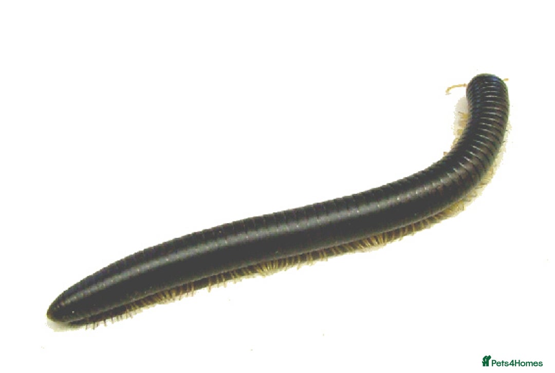 Millipedes invertebrates for sale: GIANT BLACK AFRICAN MILLIPEDE - Advert 2