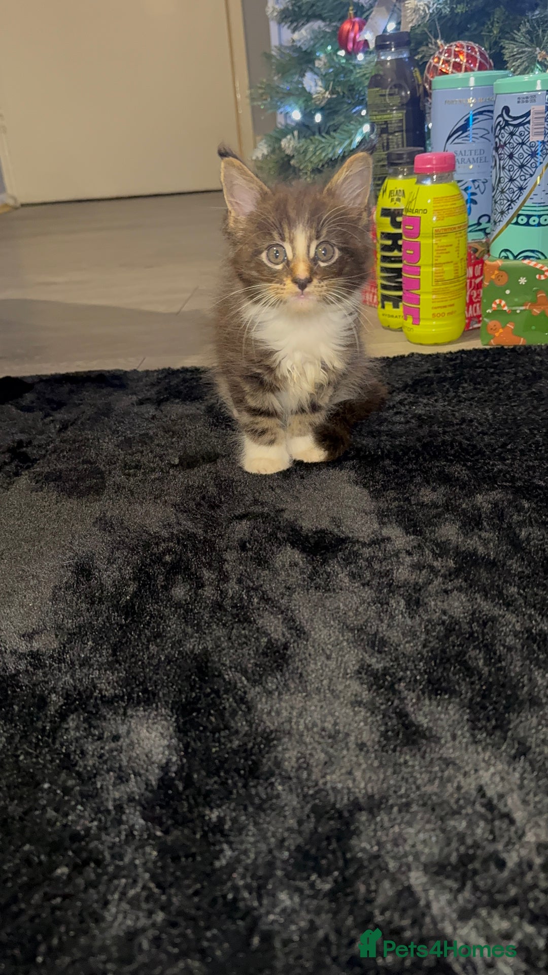 Maine Coon cats for sale: Full Maine Coon for sale - Advert 23