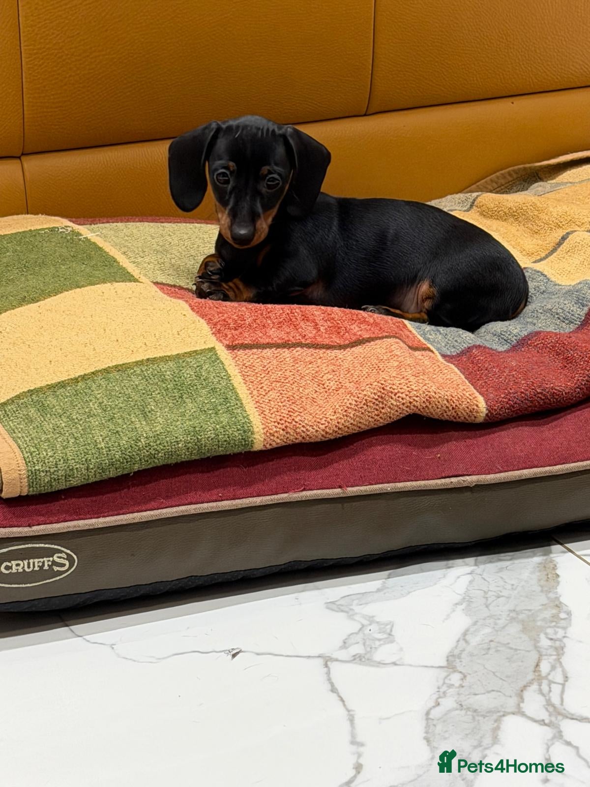 Miniature Dachshund dogs ✨KC Miniature Dachshund Puppy Black/Tan READY NOW - Advert 12