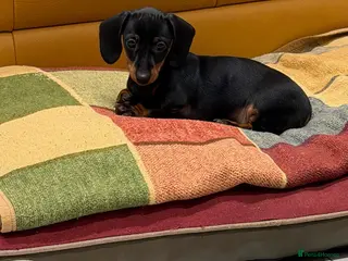 Miniature Dachshund dogs ✨KC Miniature Dachshund Puppy Black/Tan READY NOW - Advert 12
