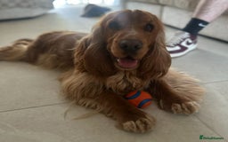 Cocker Spaniel dogs for sale: SHOW COCKER SPANIELS FOR REHOMING - Image 8