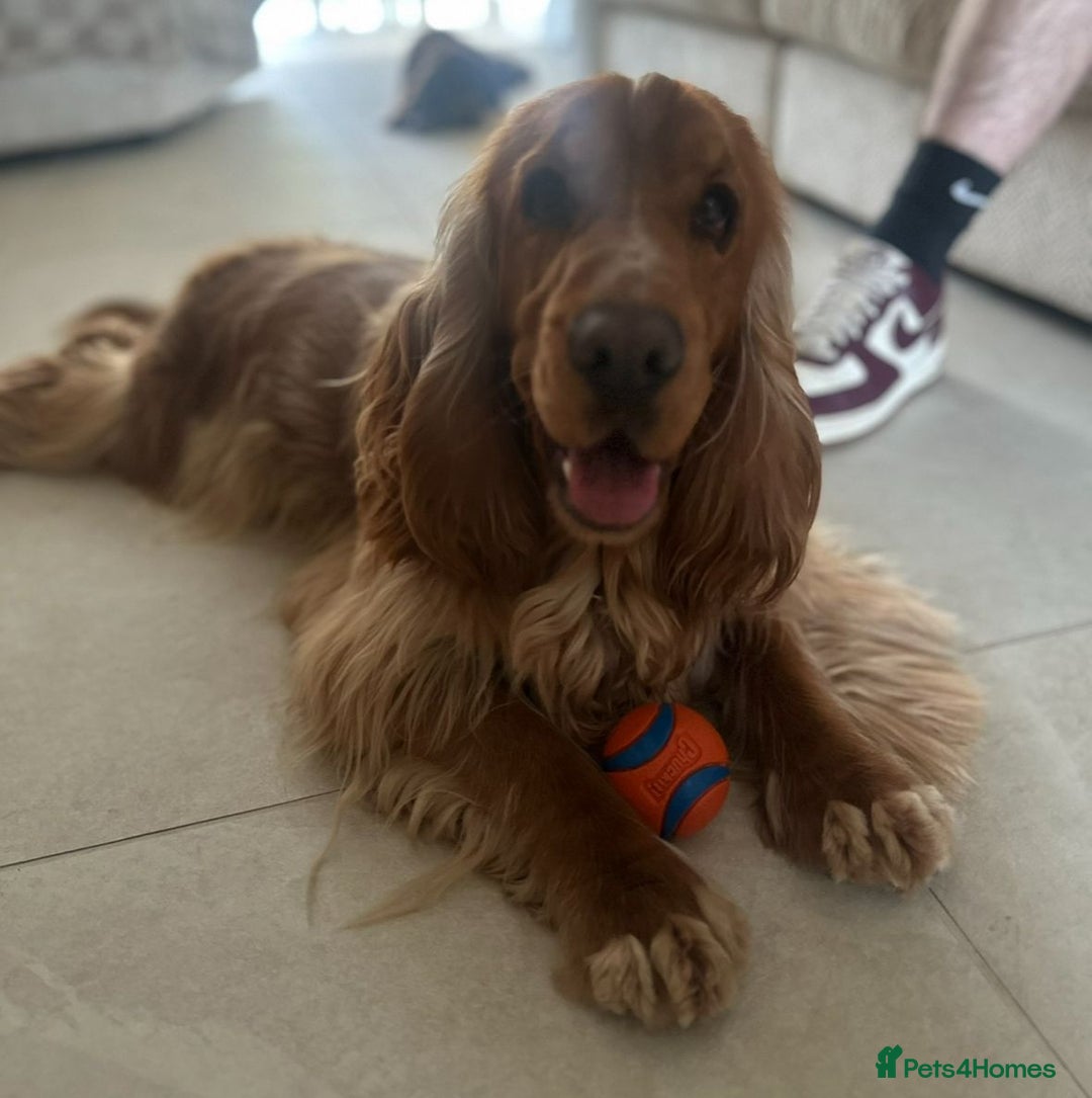 Cocker Spaniel dogs for sale: SHOW COCKER SPANIELS FOR REHOMING - Image 8