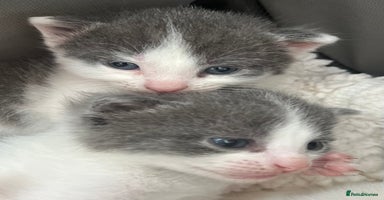 Mixed Breed cats - Advert 16