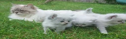 Siberian cats for sale: Exceptional TICA Pedigree Siberian kittens - Advert 6