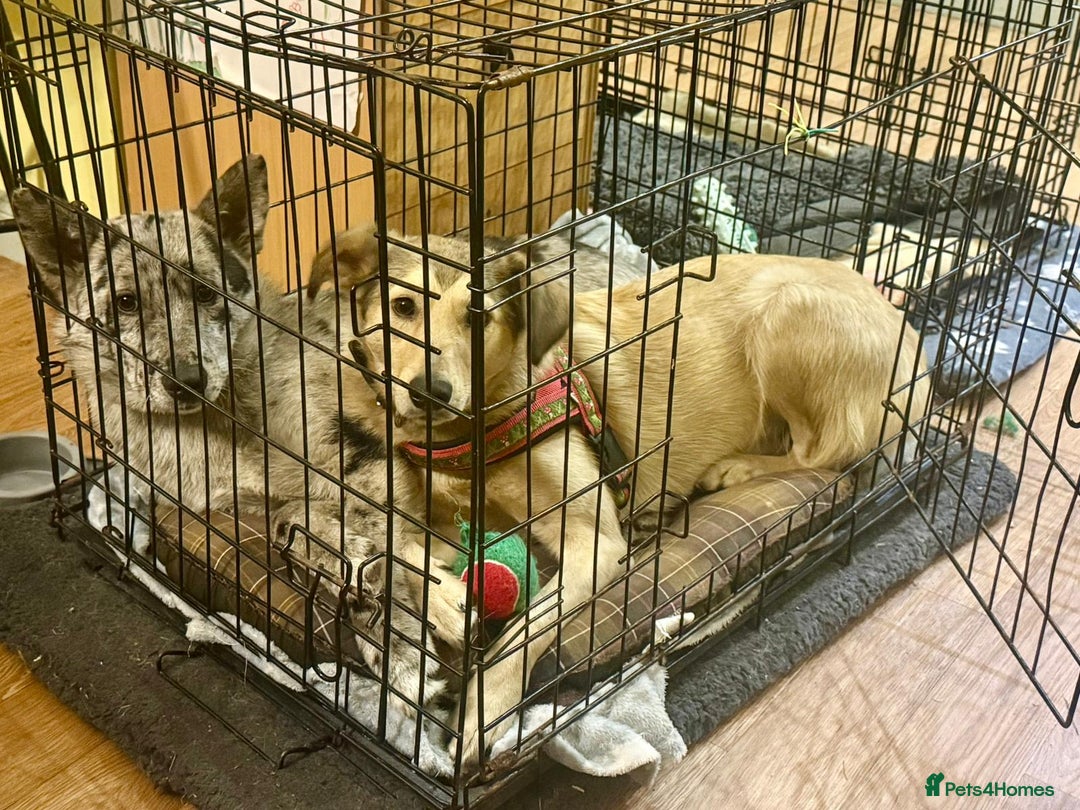 Mixed Breed dogs for adoption: 💙🐶 NICK(9 month) & ❤️🐶 MAILY (1 year)  - Advert 22