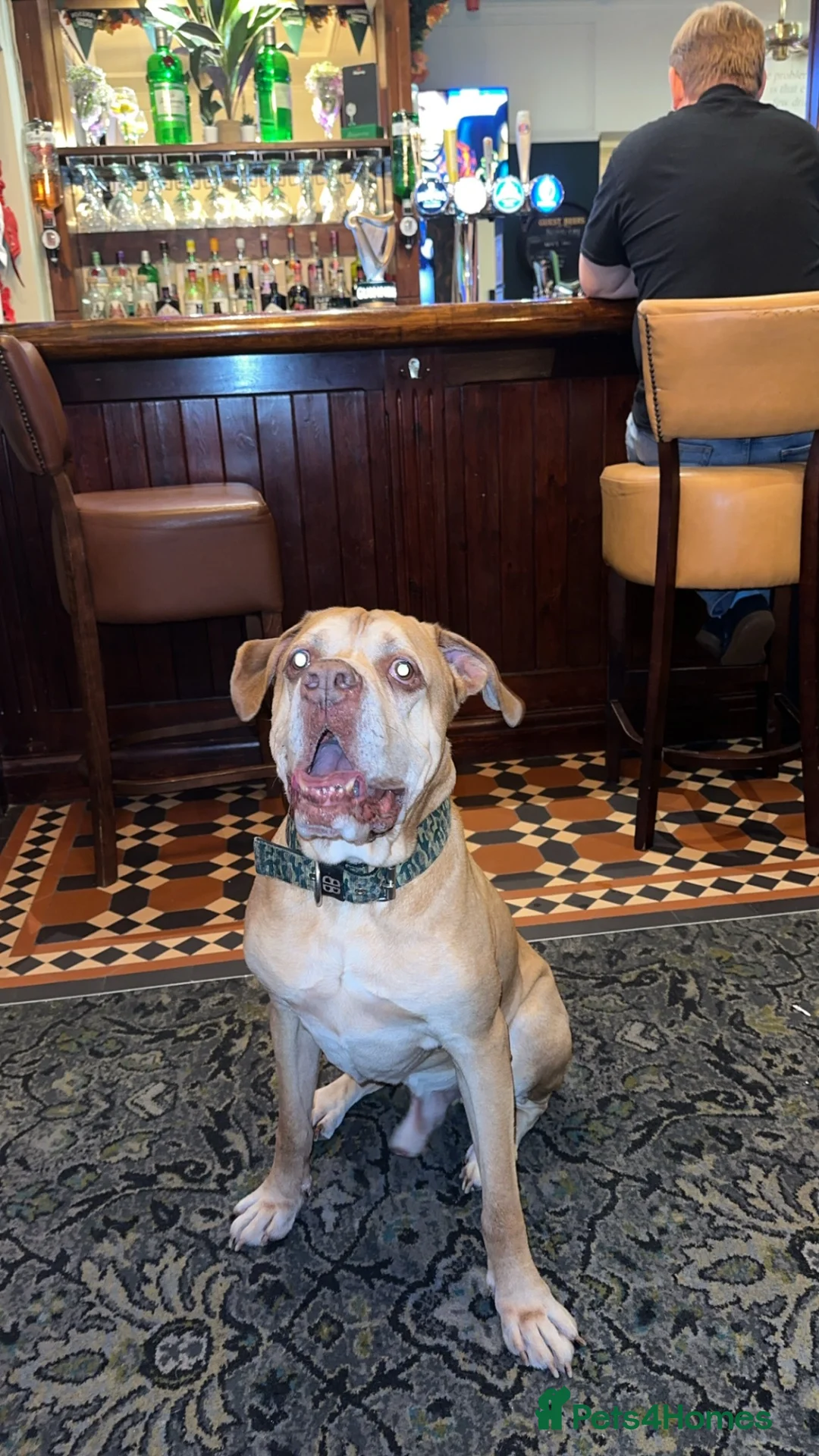 Mixed Breed dogs for sale: Moose is sadly looking for a new home in Fleetwood - Advert 3
