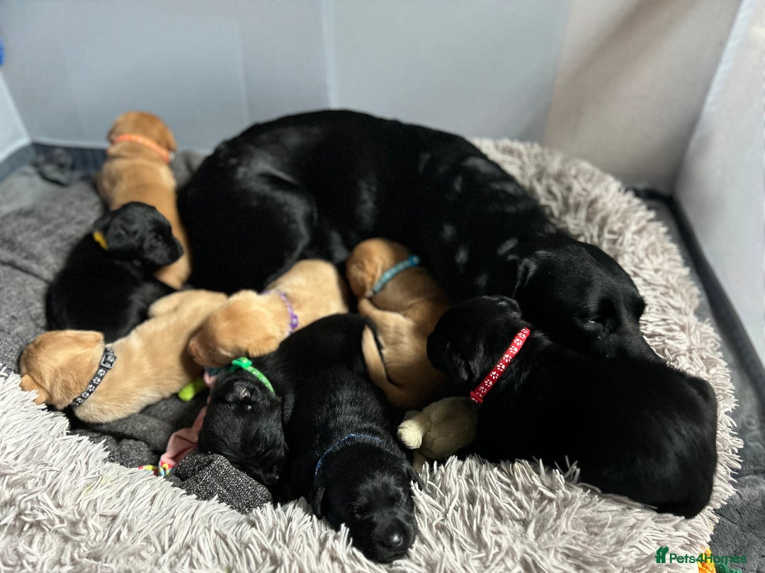 Labrador Retriever dogs for sale: Beautiful Labrador puppies 4 coats colour  - Image 16