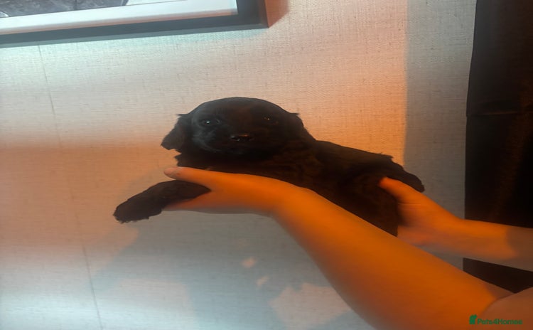 Cockapoo dogs 3 left Stunning cockapoos  - Advert 9