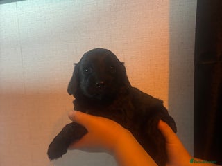 Cockapoo dogs 3 left Stunning cockapoos - Advert 6