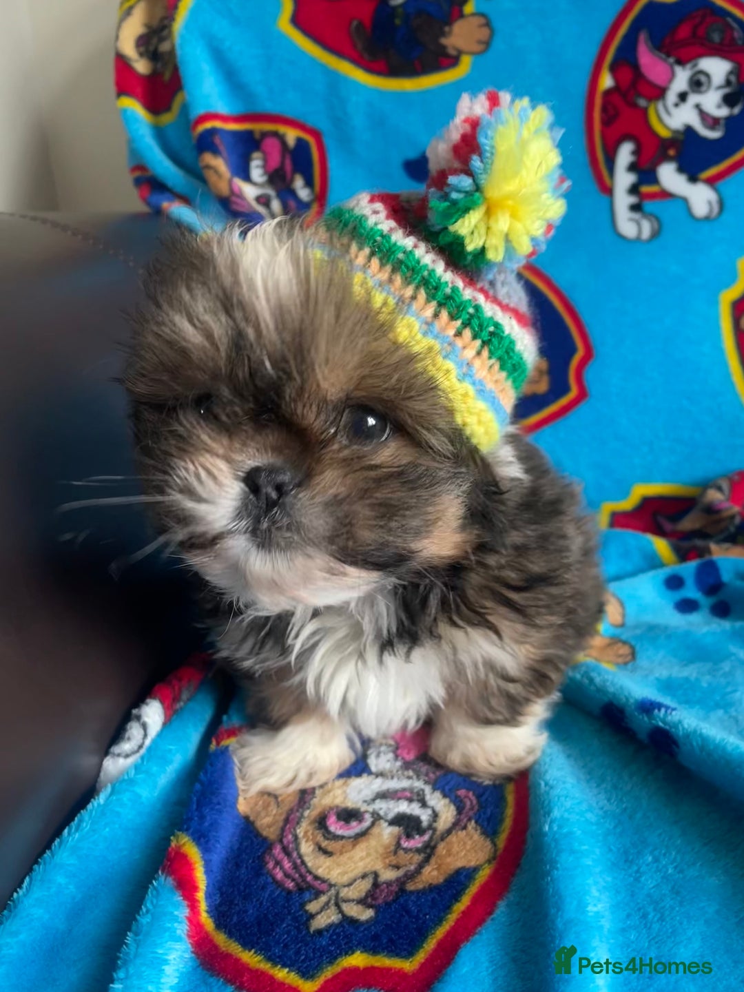 Lhasa Apso dogs for sale: 🩷💙2 lovely Lhasa apso puppies  - Advert 6