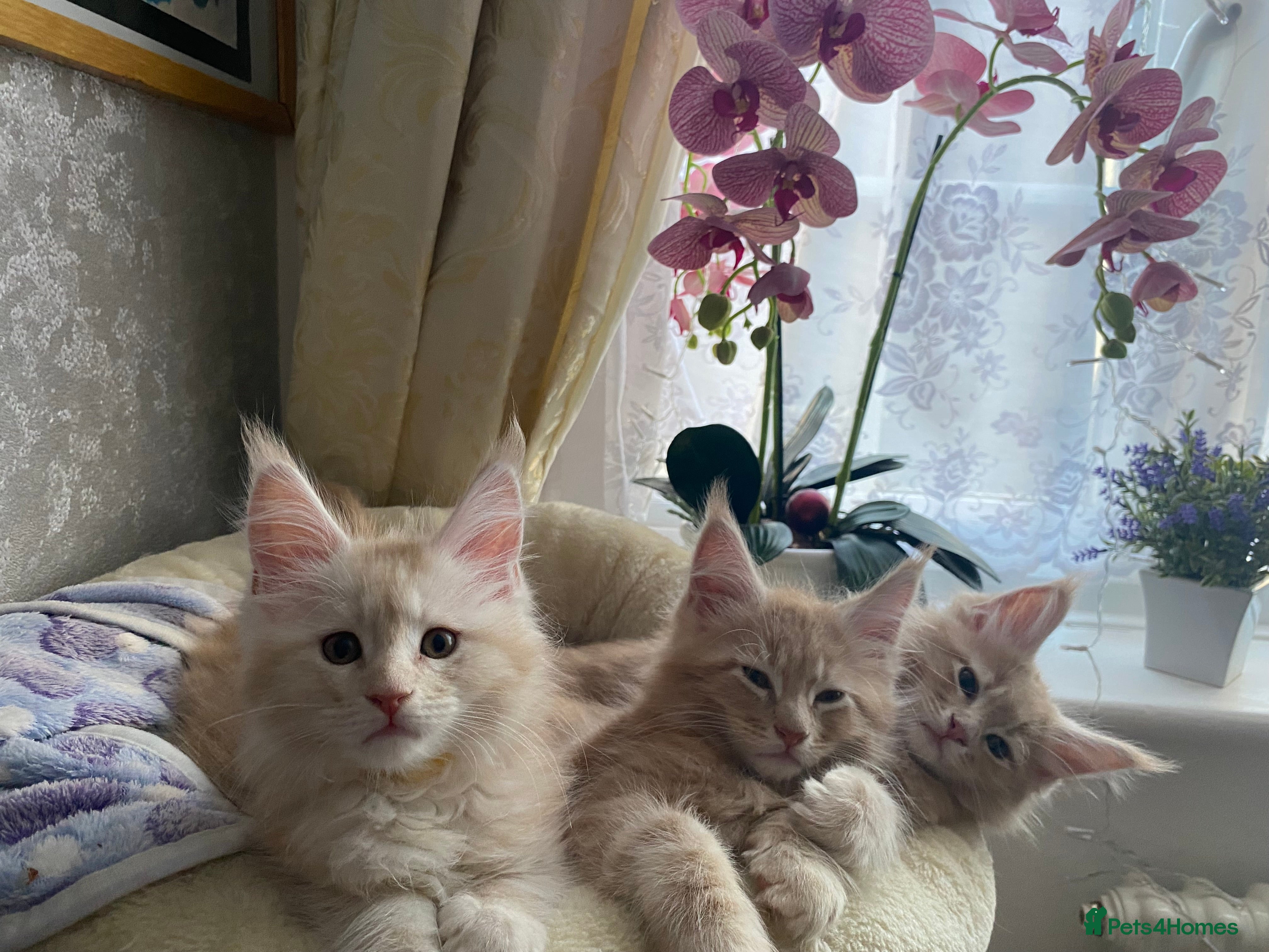 Maine Coon cats Maine coon kittens Russian/big - Advert 1